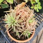 Haworthia arachnoidea Leaf