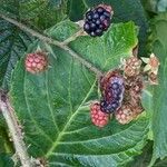 Rubus schleicheri Plod