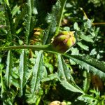 Tagetes patula Leaf