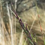 Festuca asplundii 花