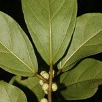 Ficus colubrinae ഇല