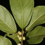Ficus colubrinae Leaf
