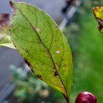 Malus hupehensis 葉