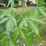 Aesculus glabra 叶