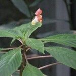 Impatiens auricoma Blomst