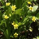 Ranunculus ophioglossifolius 花