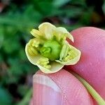 Moneses uniflora Flower