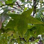 Liquidambar styraciflua Blatt