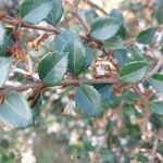 Osmanthus delavayi Levél