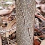 Acacia leprosa 樹皮