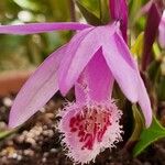 Pleione praecox Blomma