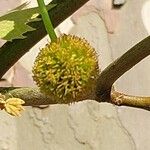 Platanus × hispanica Fruit