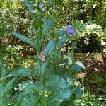 Aster tataricus Folha