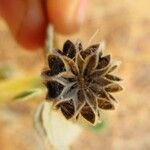 Abutilon indicum फल