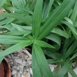 Cyperus albostriatus ᱥᱟᱠᱟᱢ