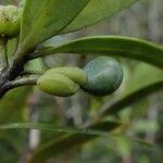 Podocarpus sylvestris Fruit