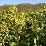 Combretum leprosum Habit