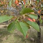 Prunus cerasusBlatt