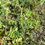 Potentilla supina Blad