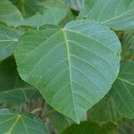 Acalypha hispida Leaf