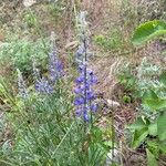 Lupinus sericeus Çiçek
