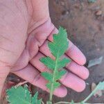 Papaver setiferumBlatt