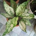 Aglaonema costatum برگ