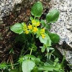 Barbarea rupicola Flor