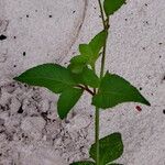 Bidens alba Lapas