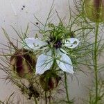 Nigella damascena Blomst