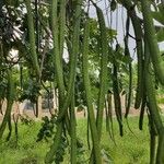 Cassia abbreviata Fruit