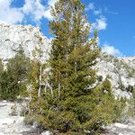 Pinus albicaulis Habitatea