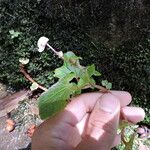 Begonia fischeri Агульны выгляд