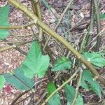 Abutilon megapotamicum Corteza