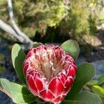 Protea caffra Cvet