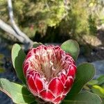 Protea caffra Flower