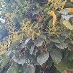 Oreopanax nymphaeifolius Flor