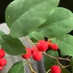 Cotoneaster multiflorusΦύλλο