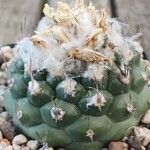 Turbinicarpus lophophoroides Habitus