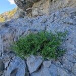 Silene saxifraga Hábitos