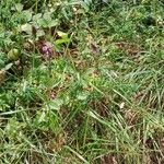 Betonica officinalis Habitus