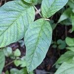 Lysimachia vulgaris Fulla