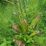 Veratrum nigrum Folha