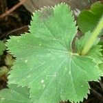 Alchemilla xanthochlora Φύλλο