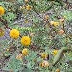 Vachellia farnesiana Õis