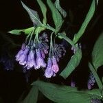 Mertensia arizonica Flower