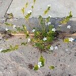 Catharanthus roseusCelota