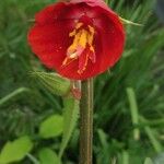 Hibiscus martianus ফুল