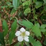 Rubus rosifolius Blüte