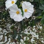 Cistus laurifolius Цветок